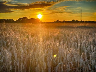 Golden wheat field at sunset, glowing in warm evening light. Serene rural landscape with rich textures, vibrant colors, and a peaceful summer atmosphere. 
