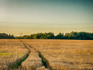 Golden wheat field at sunset, glowing in warm evening light. Serene rural landscape with rich textures, vibrant colors, and a peaceful summer atmosphere. 