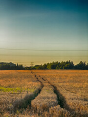 Golden wheat field at sunset, glowing in warm evening light. Serene rural landscape with rich textures, vibrant colors, and a peaceful summer atmosphere. 