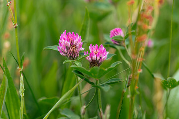 Meadow clover is a low-growing plant with trifoliate leaves and round pinkish-purple flower heads. It decorates fields, attracts bees, and enriches the soil with natural nitrogen.