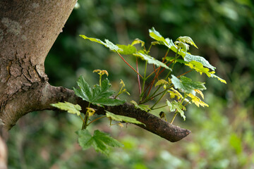 A short branch emerges from the tree trunk, where young maple leaves have unfolded. Their fresh green colour stands out against the bark, giving the tree a sense of life and growth.