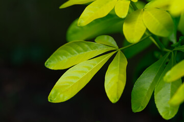 Against a black background, a slender branch with four green, elongated leaves stands out. Their...