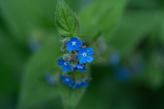 Penta glottis sempervirens is a shade-loving plant with velvety leaves and star-shaped blue flowers. It blooms in spring, keeps its foliage year-round, and grows well in moist soil.