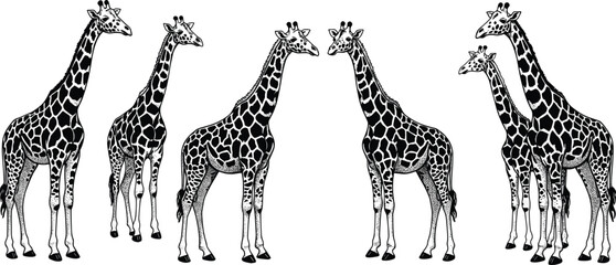 Group of giraffes illustration – detailed hand-drawn African giraffe vector set in various poses, wildlife animal drawing collection © CreativeArtist