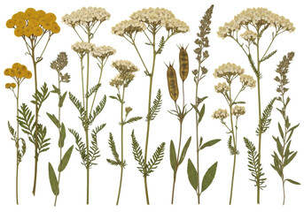 Dried and pressed wild plants: yellow tansy, white yarrow, wildflowers, stems, and seed pods, on a transparent studio background with copy space, high key lighting, botanical classification concept