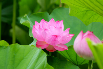 瑞々しく咲く蓮の花（ピンク）