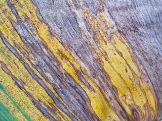 Abstrack banana leaf surface texure background	