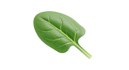 Spinach Leaf Fresh Green Vegetables for Cooking or Salad