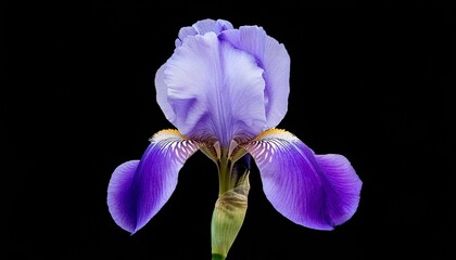 elegant purple iris blossom with bud closeup floral photography isolated flower