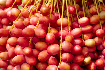 Fresh ripe red dates hanging in large clusters on a date palm tree, ready for harvest. Vibrant...