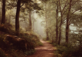 Obraz premium Dreamy Forest Path in Soft Afternoon Light