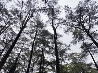A view from below of tall pine trees reaching into the sky, their branches creating natural patterns against the white overcast sky.