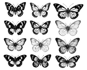 Butterflies with intricate wings in vintage engraving style, Transparent Background