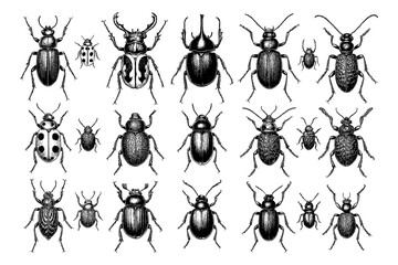 Beetles and bugs in detailed vintage engraving style, Transparent Background