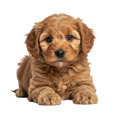 Obraz premium Cute, fluffy, reddish-brown Goldendoodle puppy, 8-10 weeks old, with soft wavy curls, dark expressive eyes, lying down on a transparent studio background, looking at camera with tongue out,
