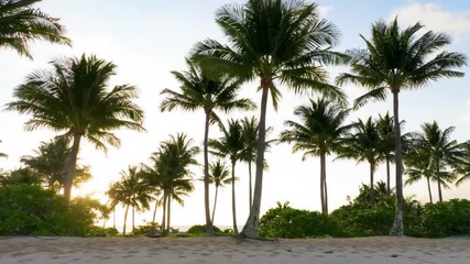 Coastal scene with palm trees, light sky, and sandy ground - Powered by Adobe