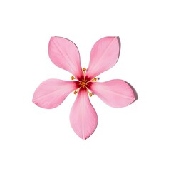 sakura flowers isolated on White Background High Resolution