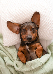 Adorable brown dog with large ears is comfortably resting on a soft white pillow, wrapped in a cozy...