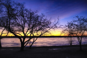 Fototapeta premium Sunrise Tree