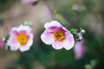 close up of a pink flower