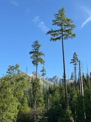 pine trees in the woods