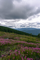 mountain landscape with green summer forest and pink meadow flowers on downhill and clouds on sky 