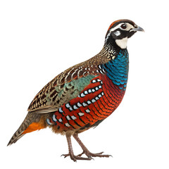 Fototapeta premium A colorful male pheasant stands upright against a black background. The bird features vibrant plumage with blue, green, and red hues, showcasing intricate patterns.