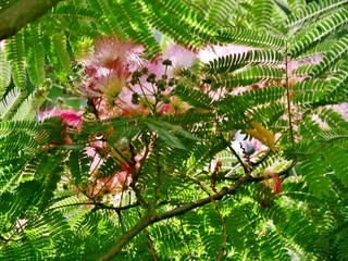 Seidenbaum mit fedrigen Blüten