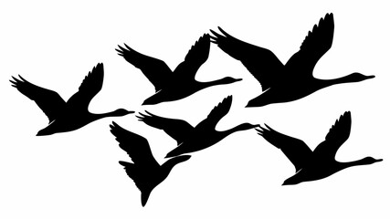Obraz premium Silhouette of a flock of geese flying in formation against a white background in a vector illustration | editable eps vectors