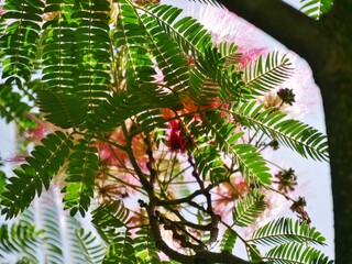 Seidenbaum mit fedrigen Blüten