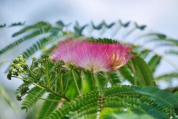 Seidenbaum mit fedrigen Blüten