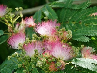 Seidenbaum mit fedrigen Blüten