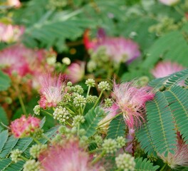 Seidenbaum mit fedrigen Blüten