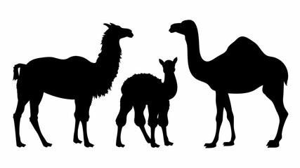 Silhouette depiction featuring a llama, a baby llama, and a camel standing side by side on a white background | editable eps vectors