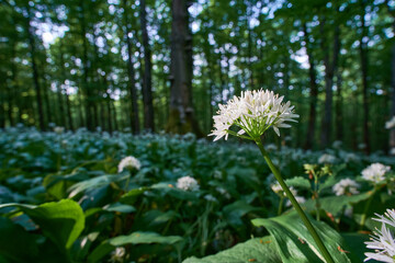 Close-up of Allium ursinum (wild garlic, ramsons, cowleekes, cows's leek, cowleek, buckrams, broad-leaved garlic, wood garlic, bear leek) blooming in the summer, morning forest
