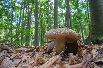 Edible mushroom Boletus in the summer forest. The mushroom cap cracked from the summer heat. Delicious culinary mushroom in the wild