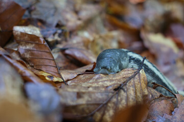 Portrait of Limax cinereoniger, the ash-black slug. A large mollusk among dry, fallen beech leaves.