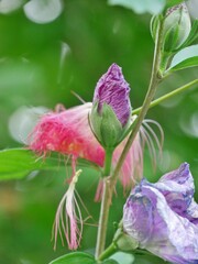 Lila Hibiskusknospe mit Blüte des Seidenbaums © Clarini