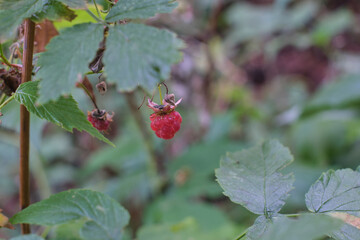 Wild forest raspberries in a summer forest. Close-up of ripe red berries.