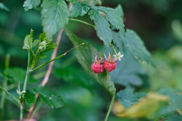 Wild forest raspberries in a summer forest. Close-up of ripe red berries.