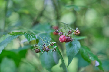 Wild forest raspberries in a summer forest. Close-up of ripe red berries.