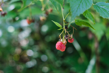 Wild forest raspberries in a summer forest. Close-up of ripe red berries.