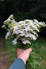 A bouquet of medicinal herbs Achillea millefolium, commonly known as yarrow, in a man's hand against the backdrop of a summer forest.