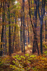 An autumn beech forest on a sunny day. Shades of bronze in the autumn leaves.