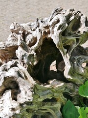Holzstruktur im Sonnenlicht