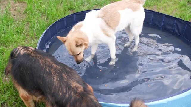 dogs cooling off in dog pool playing searching game with dog food, catching floating food pieces, ideas for cooling off and enrichment for dogs in summer heat