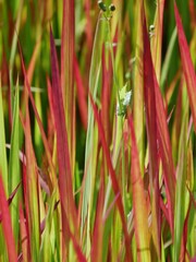 Japanisches Blutgras Red Baron im botanischen Garten