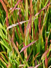 Japanisches Blutgras Red Baron im botanischen Garten