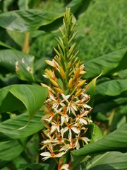 Obraz premium Ingwerlilie im Botanischen Garten Hamburg