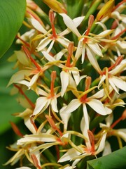 Ingwerlilie im Botanischen Garten Hamburg